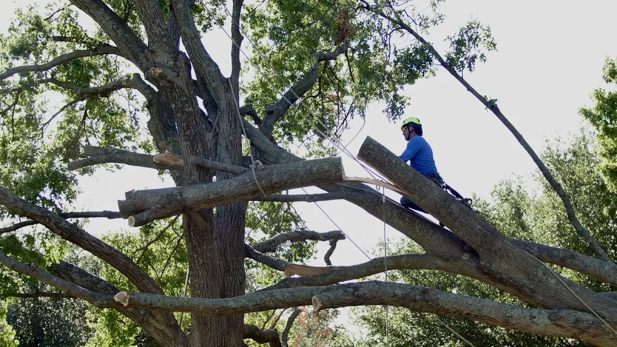 Professional Hazardous Tree Removal performed by certified arborists in Rainelle