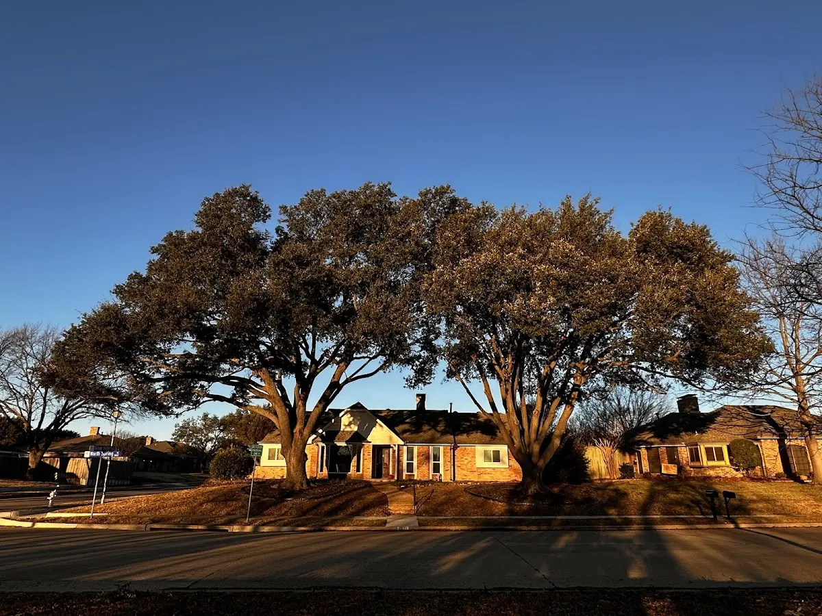 Established residential canopy tree shading a home in Rainelle